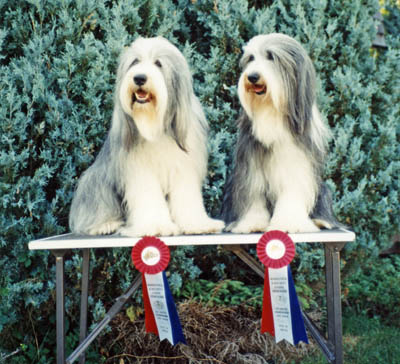 Snokey and Megan sitting on a grooming table in front of evergreens in the back garden. Both have won Best of Breed on the weekend and they are displaying their ribbons.